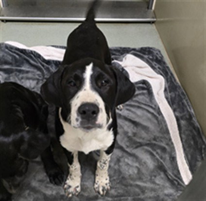 Dewey, Great Dane