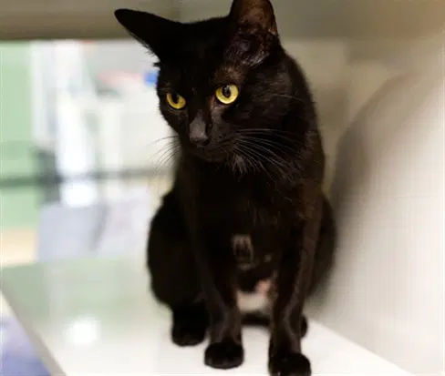 Harlow - Domestic Short Hair