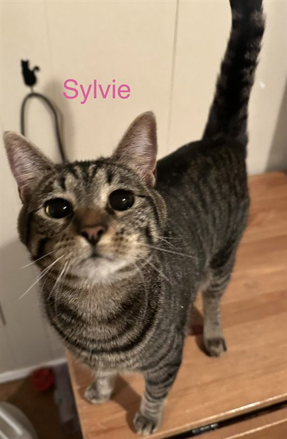 SYLVIE, a cat for adoption from El Dorado County Animal Services - Placerville