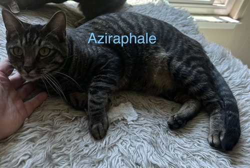 AZIRAPHALE, a cat for adoption from El Dorado County Animal Services - Placerville