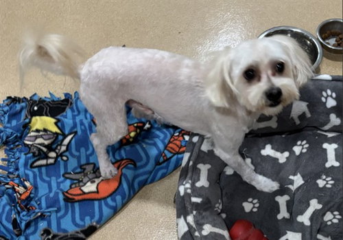 SIMBA, a dog for adoption from El Dorado County Animal Services - Placerville
