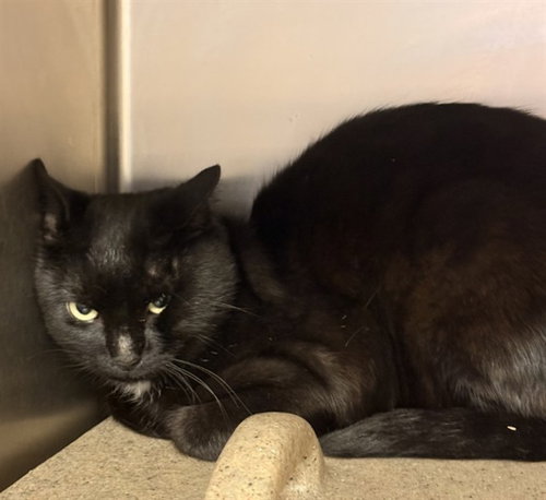 TNR, a cat for adoption from El Dorado County Animal Services - Placerville