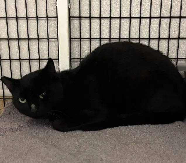 Tnr - Domestic Short Hair