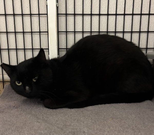 TNR