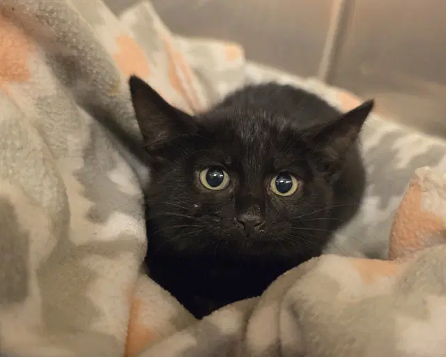 Ivy - Domestic Short Hair