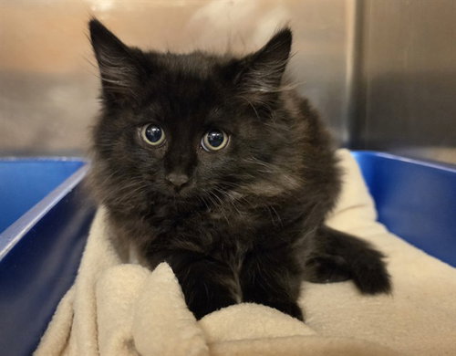 IVAN, a cat for adoption from El Dorado County Animal Services - Placerville