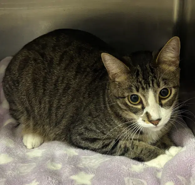 Castor - Domestic Short Hair