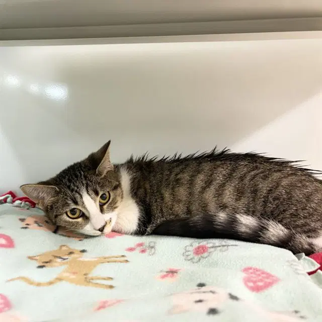 Castor - Domestic Short Hair