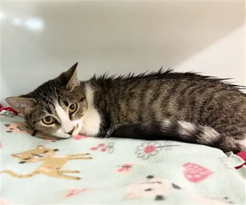 Castor - Domestic Short Hair