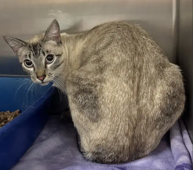 Pollux - Domestic Short Hair