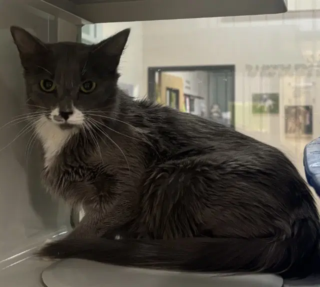 Stormy - Domestic Short Hair