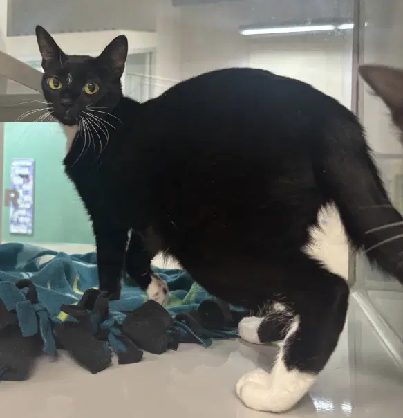 Kiki - Domestic Short Hair