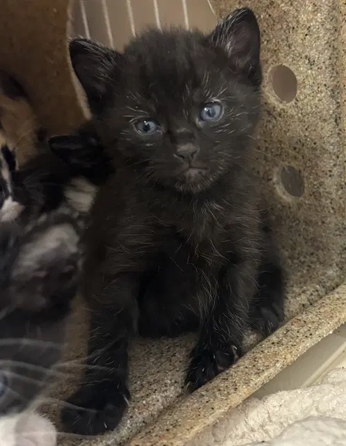 Rosa - Domestic Short Hair