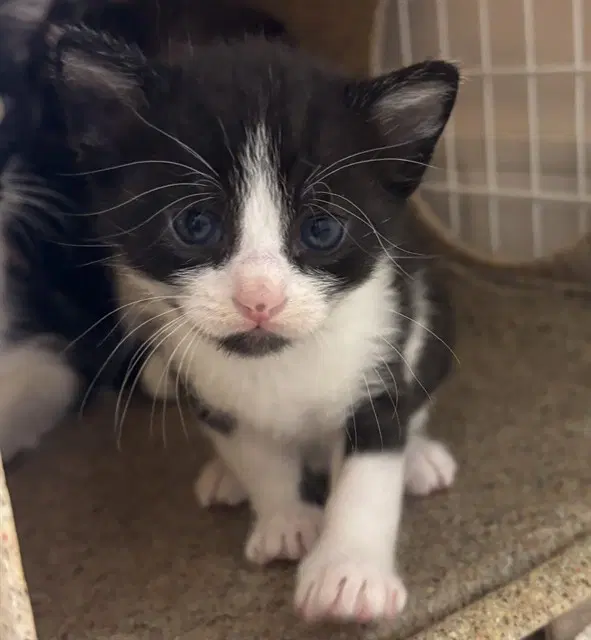 Mustachio - Domestic Short Hair