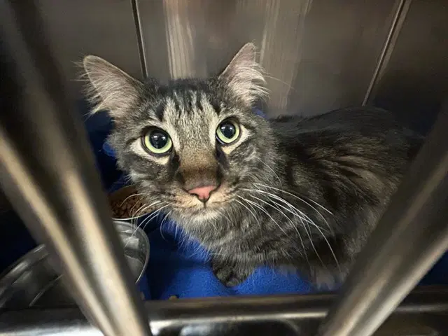 Tonto - Domestic Medium Hair
