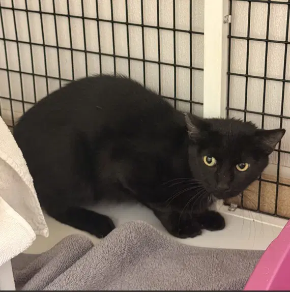 Tnr - Domestic Short Hair