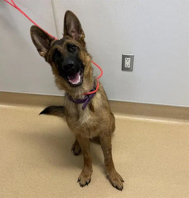 Reba - German Shepherd Dog