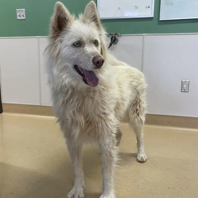 Lumi - Siberian Husky