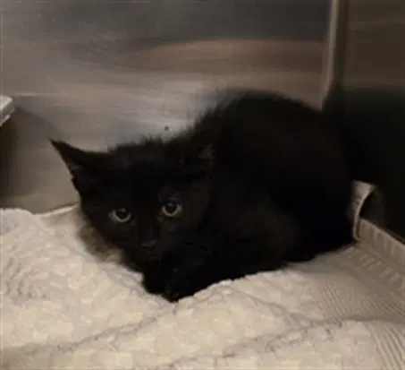 Grace - Domestic Short Hair
