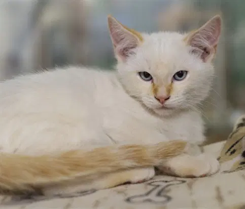 Bowie - Domestic Short Hair