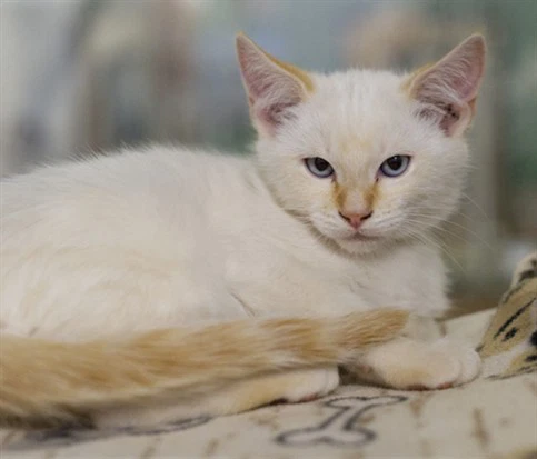 Bowie