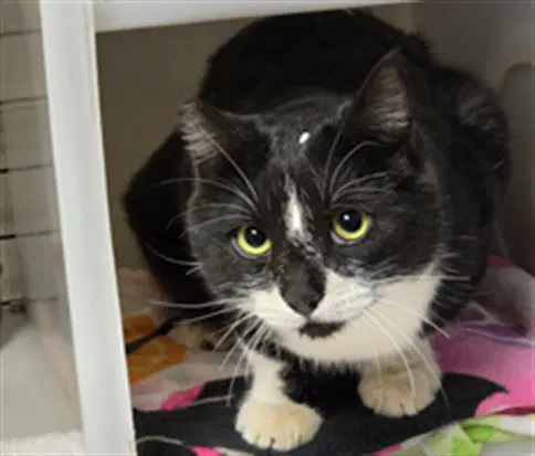 Tnr - Domestic Short Hair