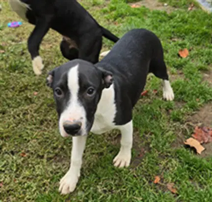 Jr Mac - Pit Bull Terrier