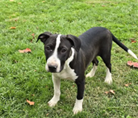 Brock - Pit Bull Terrier