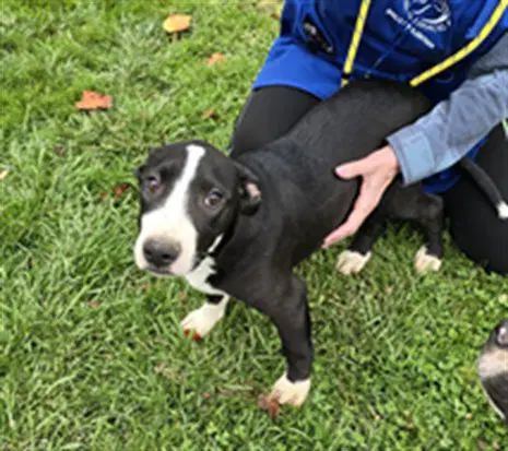 Uno - Pit Bull Terrier
