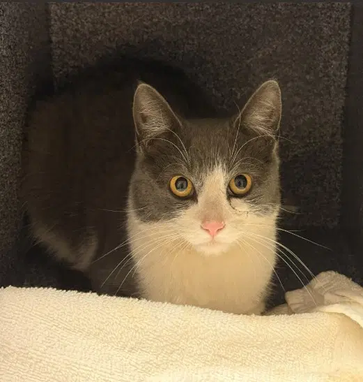 Tnr - Domestic Short Hair