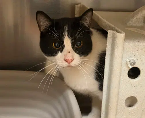 Tnr - Domestic Short Hair