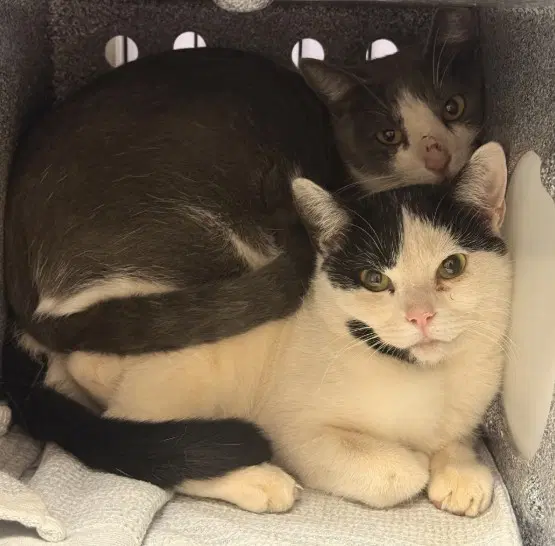 Tnr - Domestic Short Hair