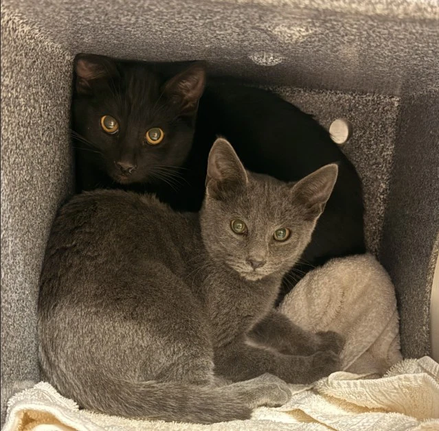 Tnr
