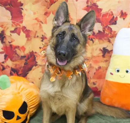 Reba - German Shepherd Dog