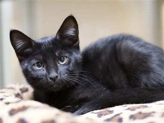 Ebony - Domestic Short Hair