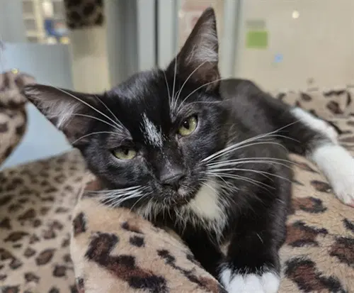 Vader - Domestic Short Hair