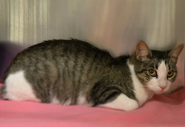 Tnr-Callie