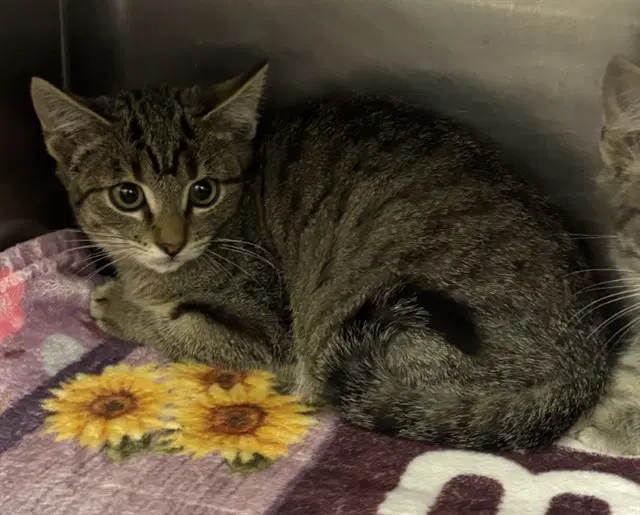 Gunther - Domestic Short Hair