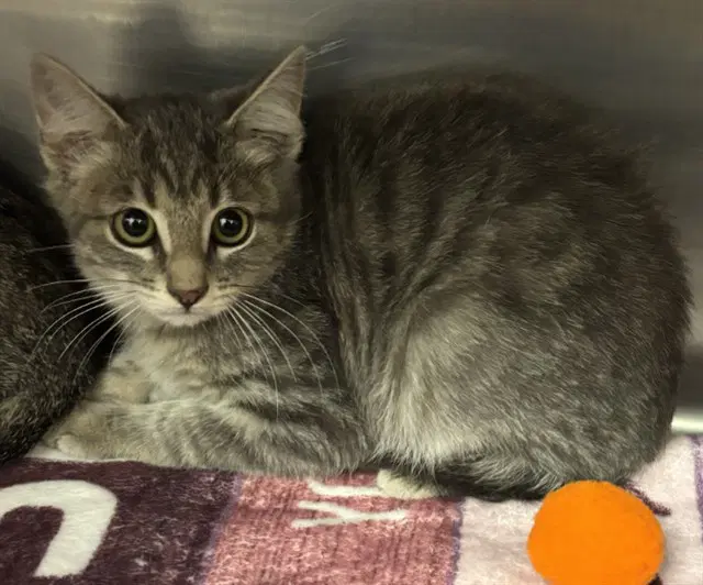 Gilbert - Domestic Short Hair