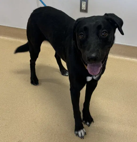 Rufus - Labrador Retriever