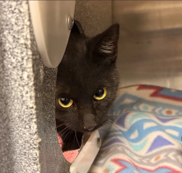 Tnr
