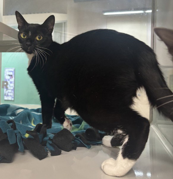 KIKI