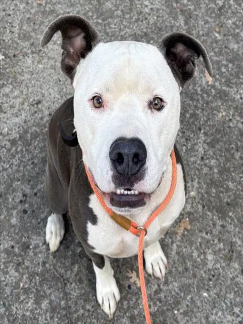 Buddy - Pit Bull Terrier