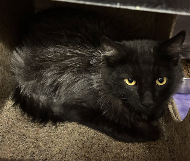 TNR