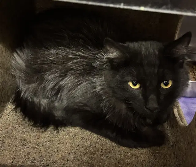 Tnr - Domestic Medium Hair