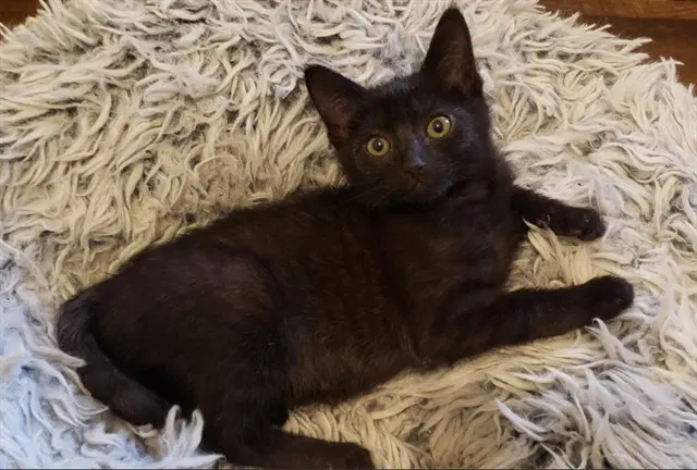 Praire - Domestic Short Hair