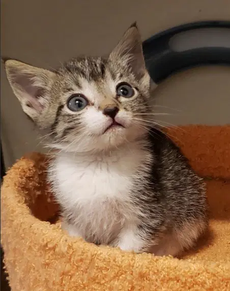 Forest - Domestic Short Hair
