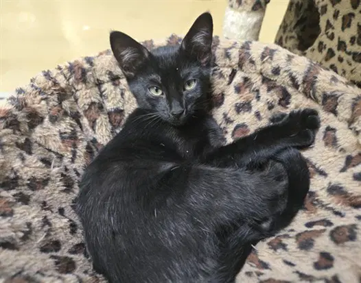 Ebony - Domestic Short Hair