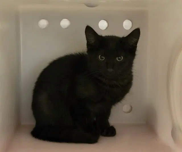 Sadie - Domestic Short Hair