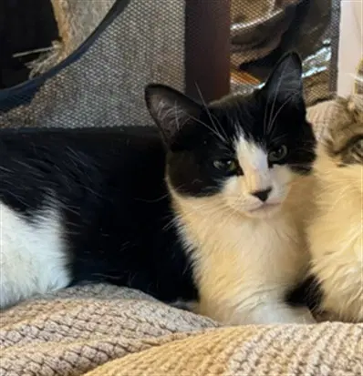 Oreo - Domestic Short Hair